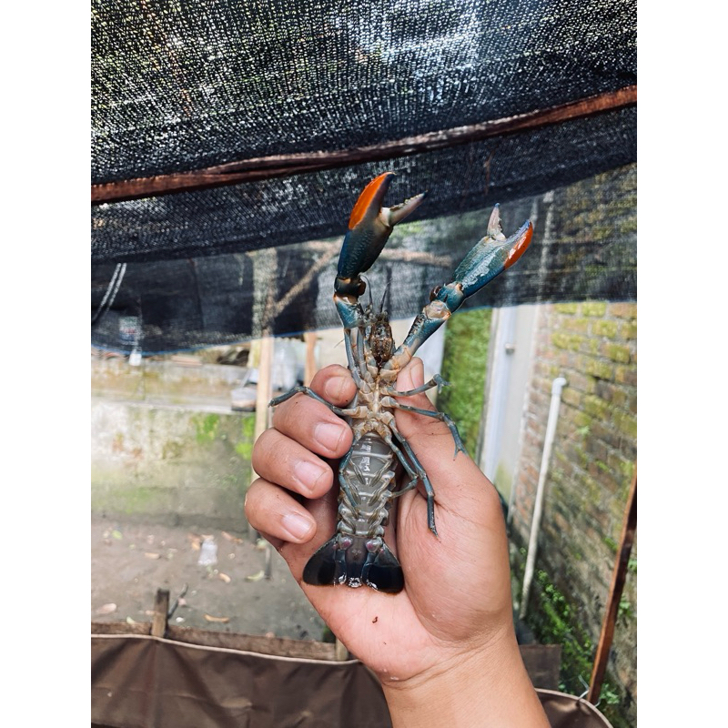 

INDUKAN LOBSTER AIR TAWAR SIZE 4 INCH SIAP PIJAH