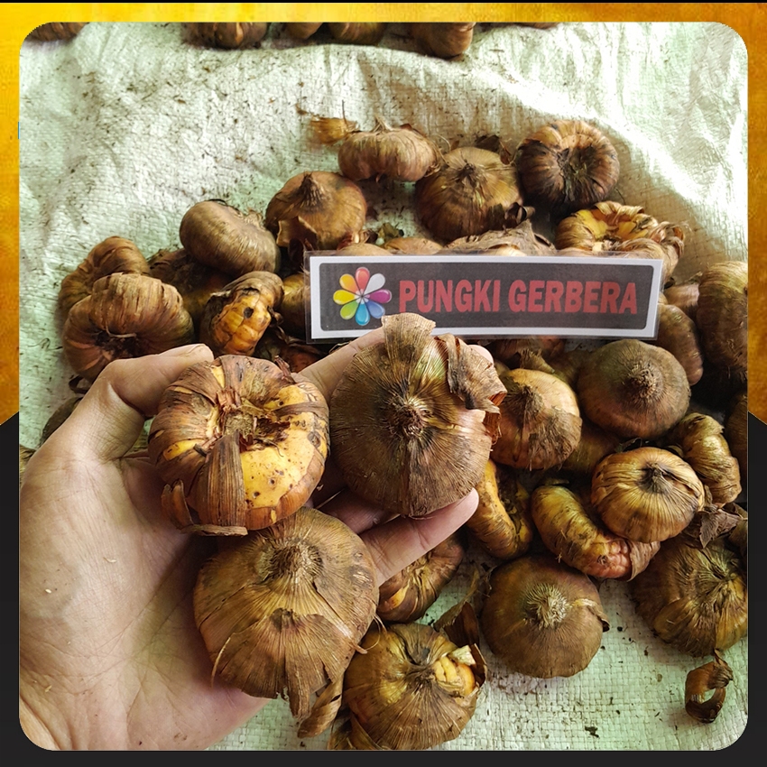 Bibit Gladiol Holland - Umbi Gladiol - Bunga Radiul Warna Lengkap Paket 2 Kg Warna Mix