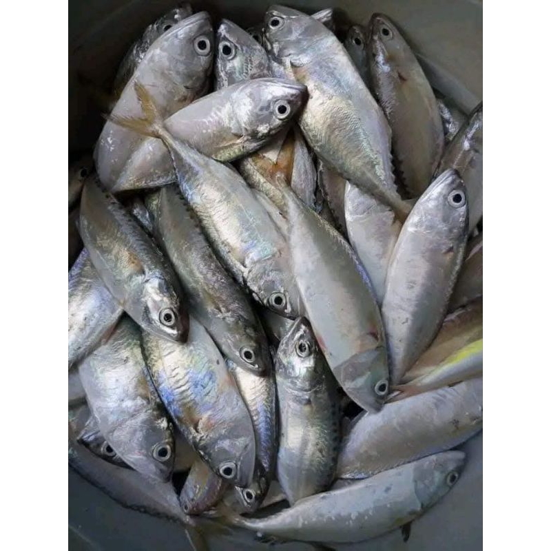 

Ikan Kembung Banjar Kecil RJ Fish