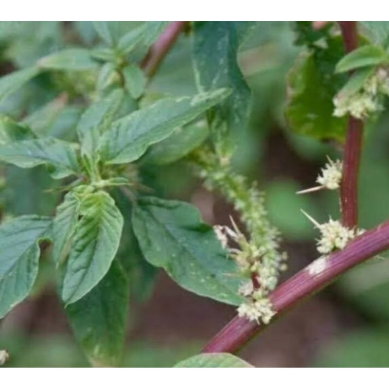 

terbaik daun akar pohon bayam merah herbal 200 gram