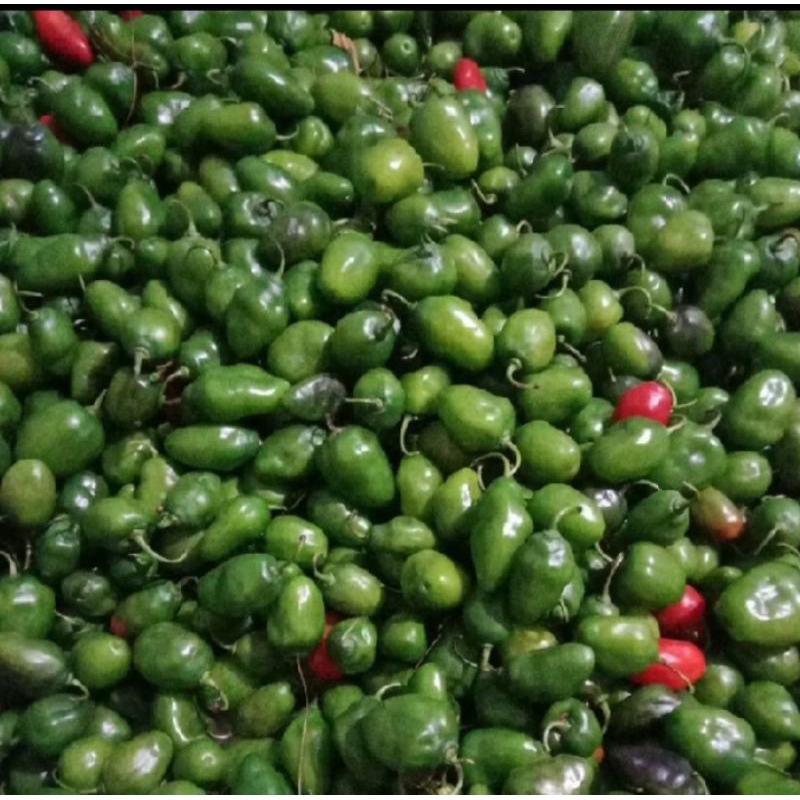 Cabai gendot fresh 1/2 kg