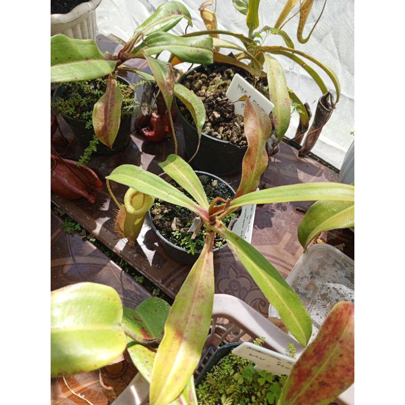 kantong semar nepenthes Veitchii hybrid