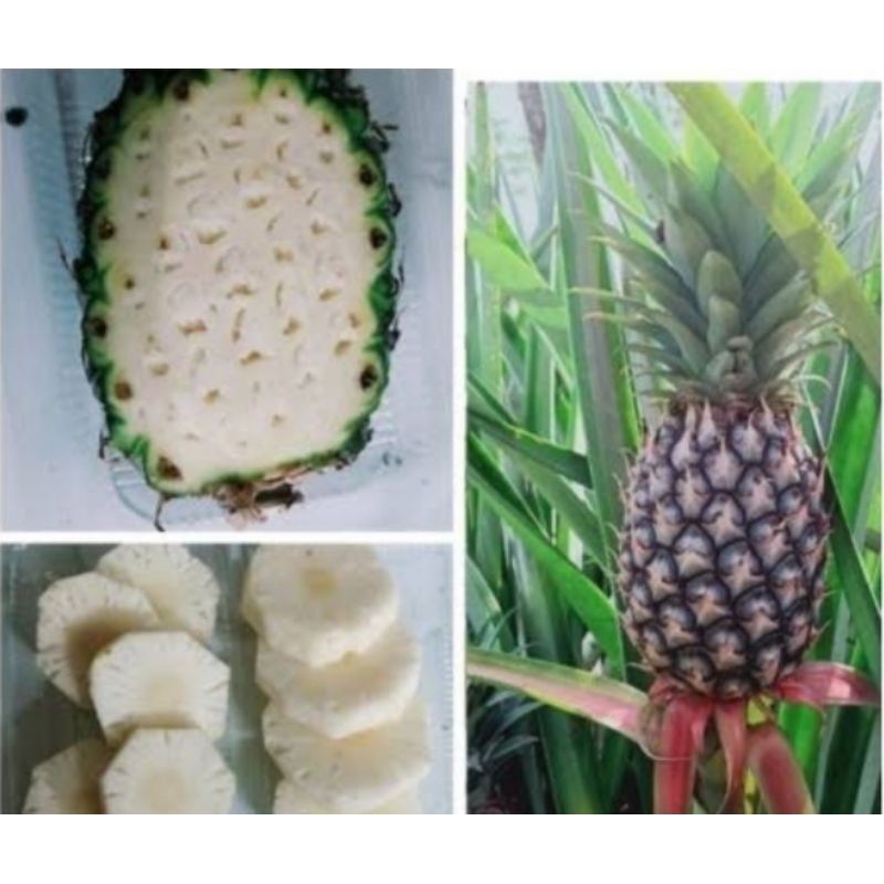 

nanas muda segar