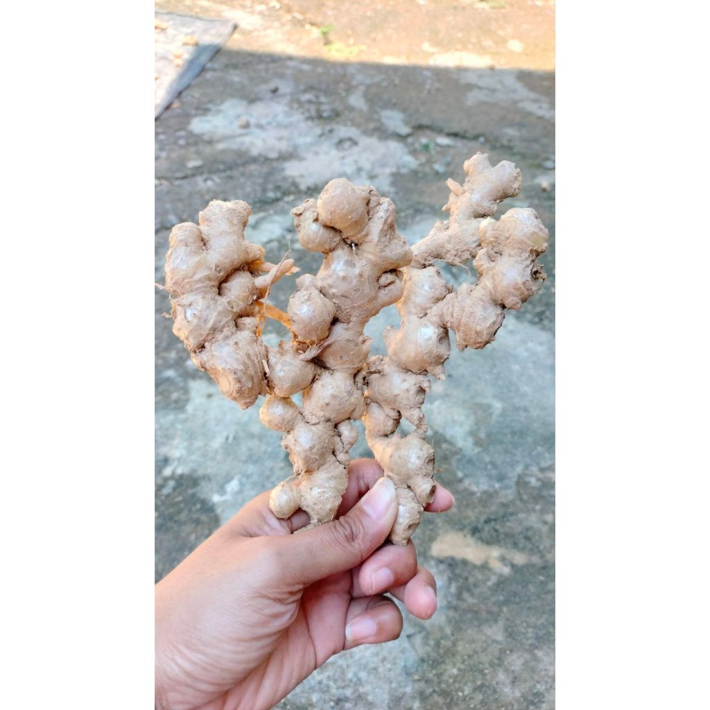 

Jahe Emprit Segar Tua Pedas Murah Kemasan 1 Kg