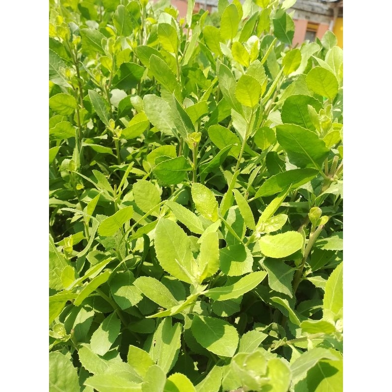 

Daun luntas segar 1kg