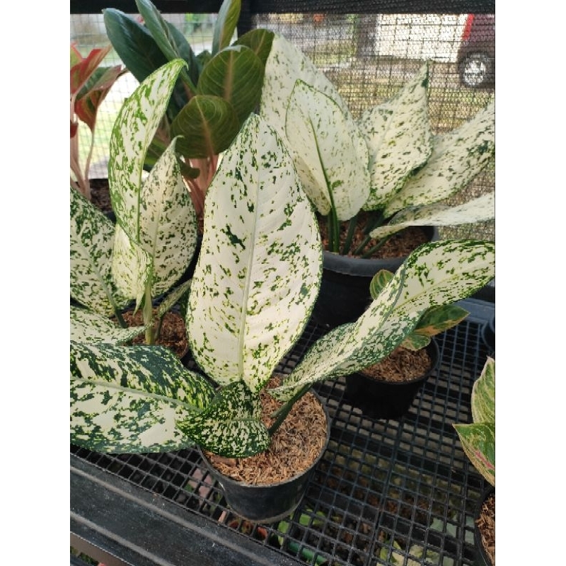 Aglaonema Big Leaf