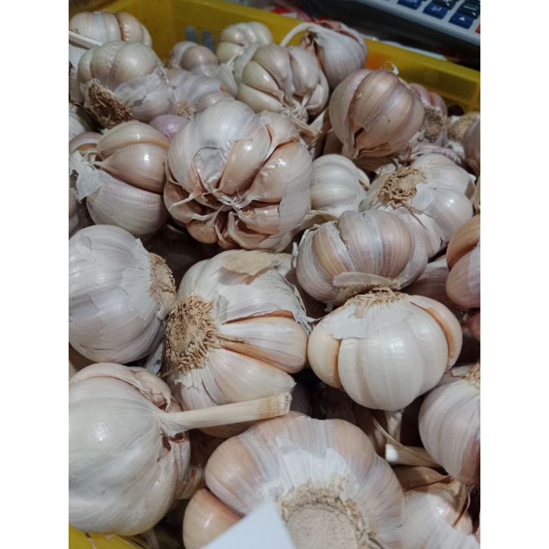 

bawang putih