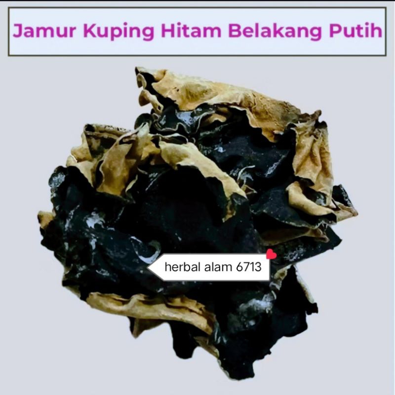 

jamu kuping hitam belakang putih
