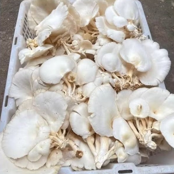 

Jamur Tiram Segar 250gr / 1kg | Baby Mushroom & Jamur Tiram Super Fresh