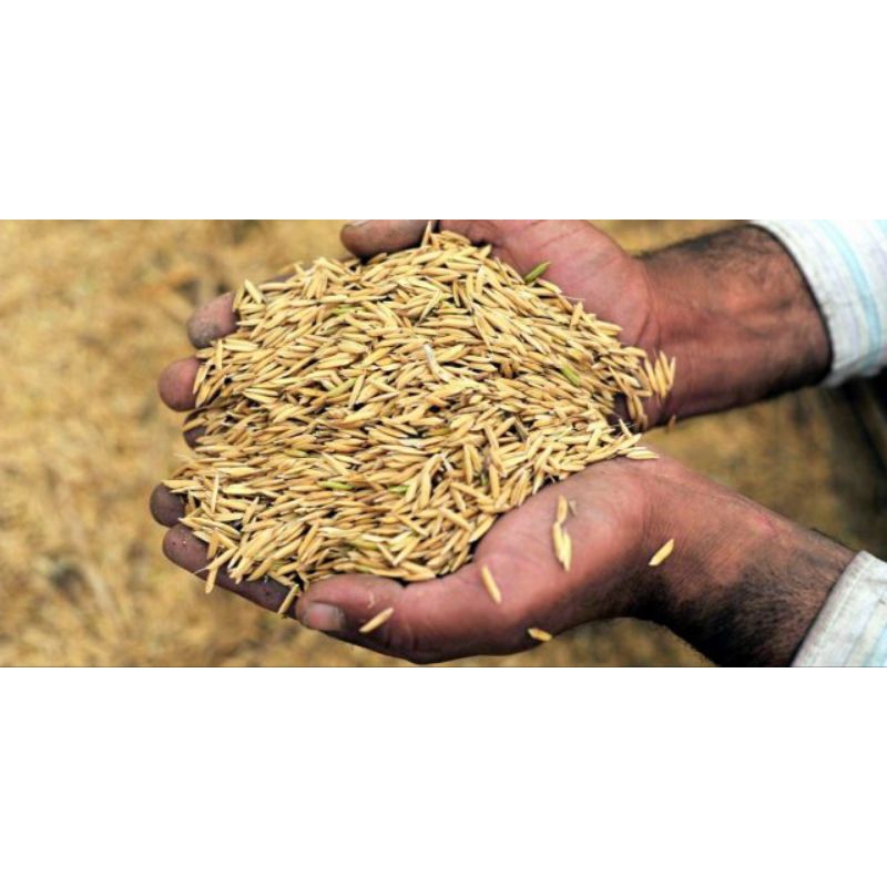 Sekam Padi 1 Karung Ukuran 50 Kg ( HUSUS KARGO )