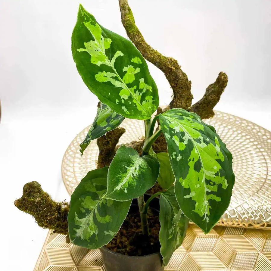 Tanaman Endemik Aglaonema Pictum Tricolor -Tanaman Endemik Indonesia