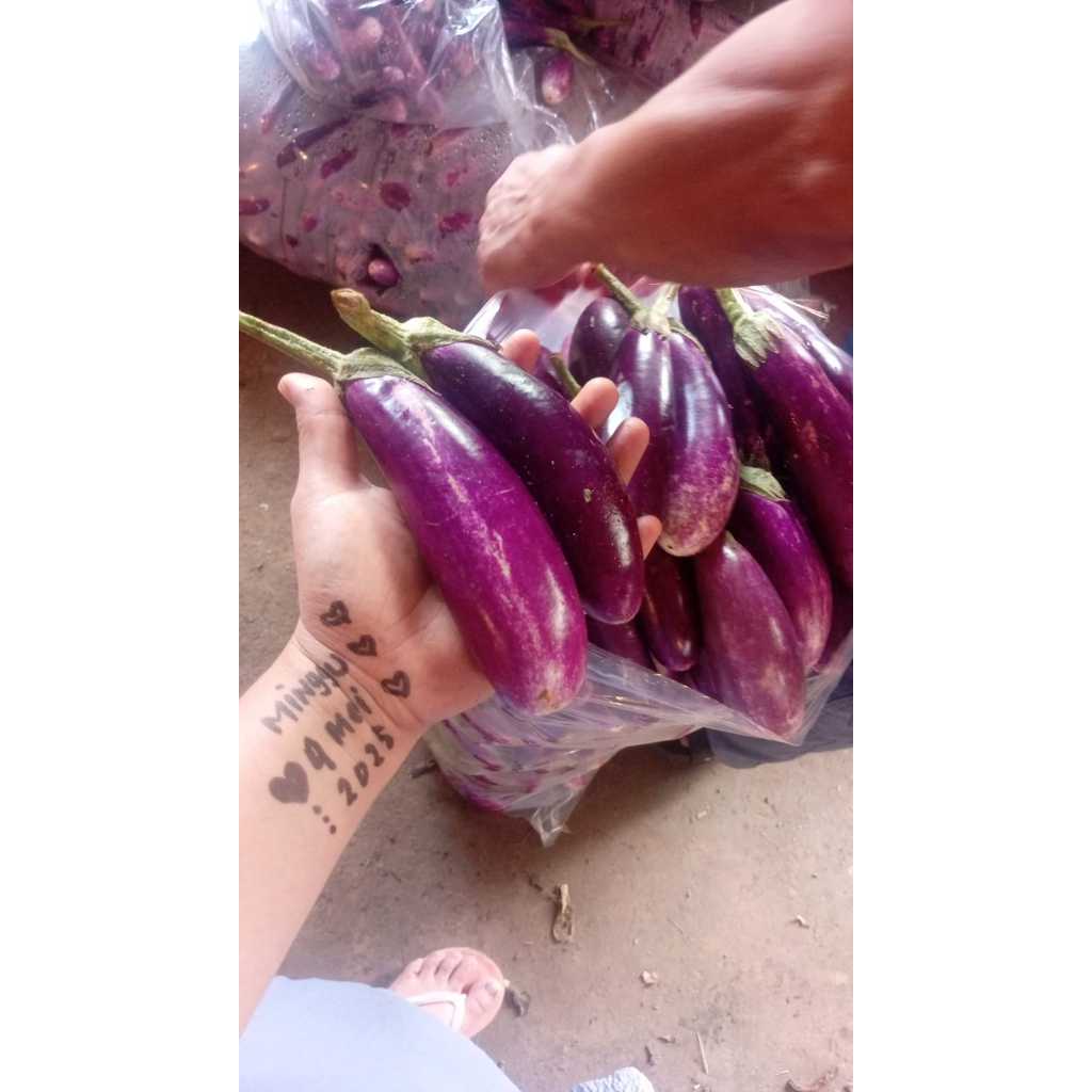 

Terong Ungu Fresh 1Kg