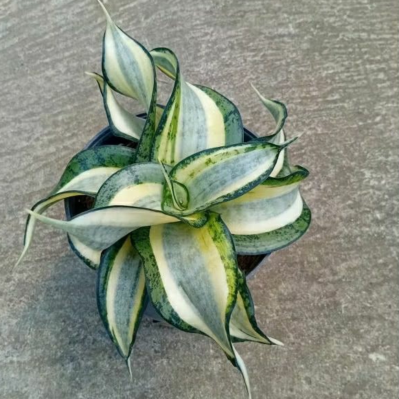 Tanaman Hias Sansivera Golden Wendy's