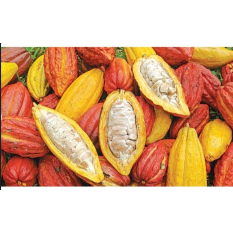 

buah kakao (coklat),/buah