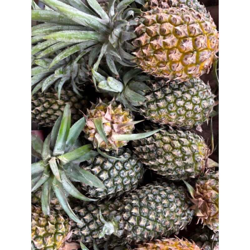 

Nanas Lokal Harga 1 Biji