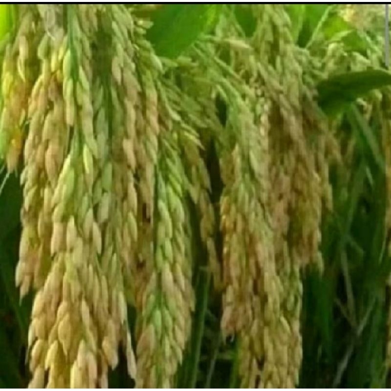 BENIH PADI HIBRIDA 06 super 1kg