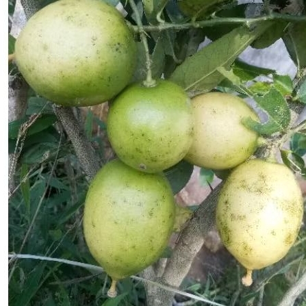 

Jeruk Lemon Lokal Segar 500gr