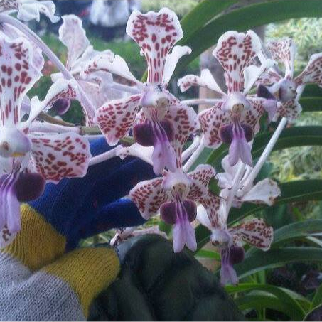 [ DEWASA ] Vanda Tricolor Merapi – Anggrek Wangi Langka dari Lereng Gunung Api