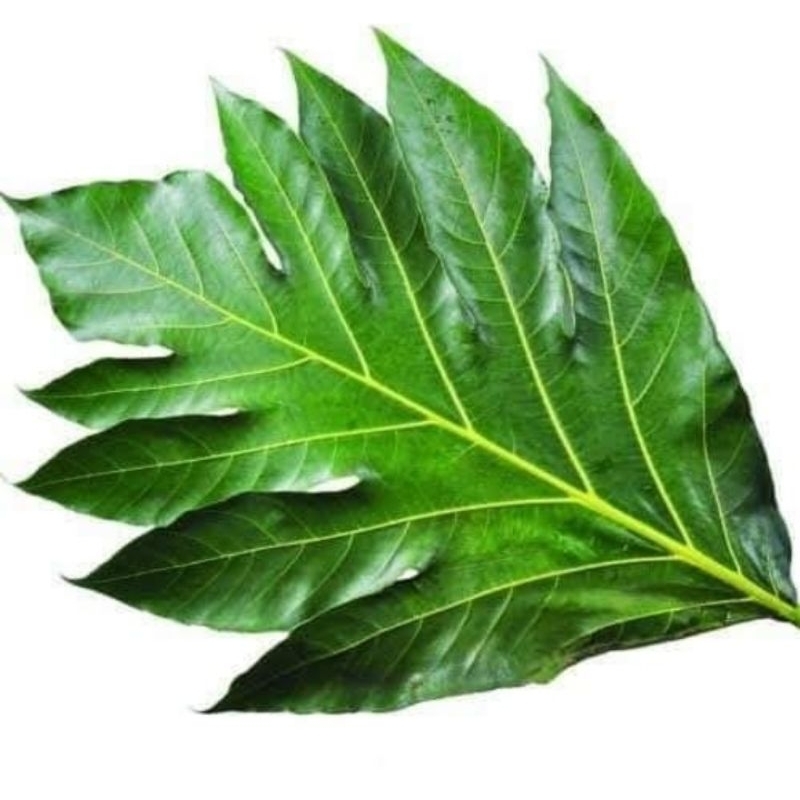 

Daun sukun segar 500gr STOK BANYAK (BISA COD)