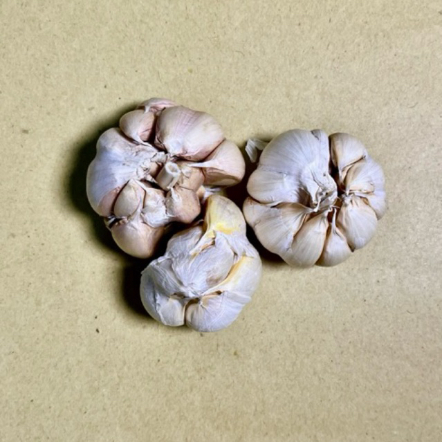 

Bawang putih