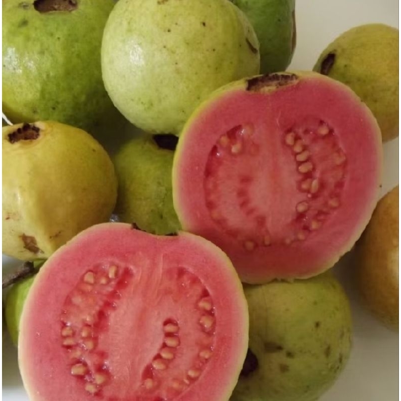 

Jambu Biji Merah Segar - LADANG BERTUMBUH