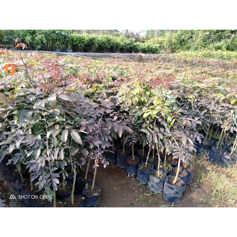 kelengkeng merah  siap berbuah