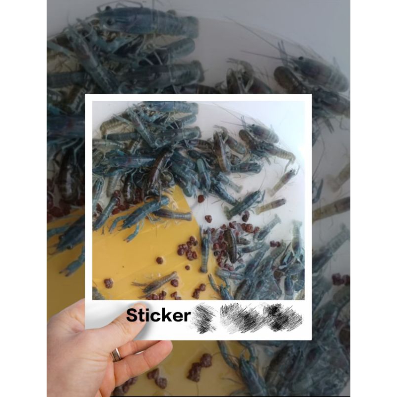 

Sticker dominan biru