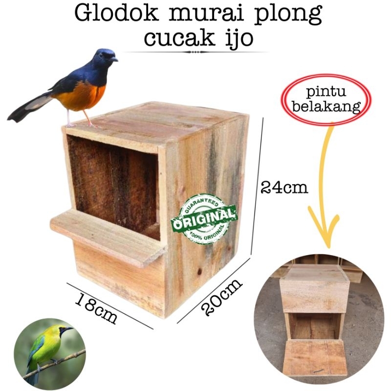 Glodok burung murai plong kacer pintu belakang