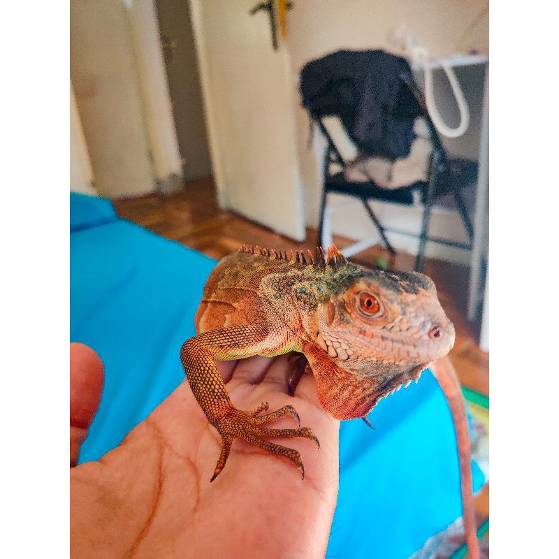 pelet merah iguana