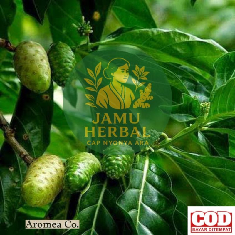 

TERMURAH | Daun Mengkudu Muda / Daun Pace Muda / Daun Obat Herbal / Daun Mengkudu Murah Fresh