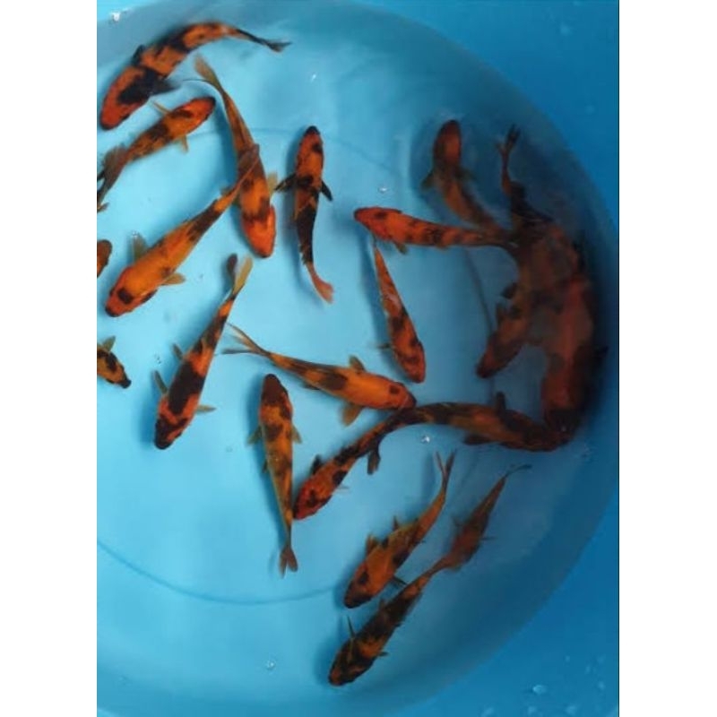 dekorasi akuarium.. 10 pcs anakan sz 6-7koi HI UTSURI GRADE A BLITAR