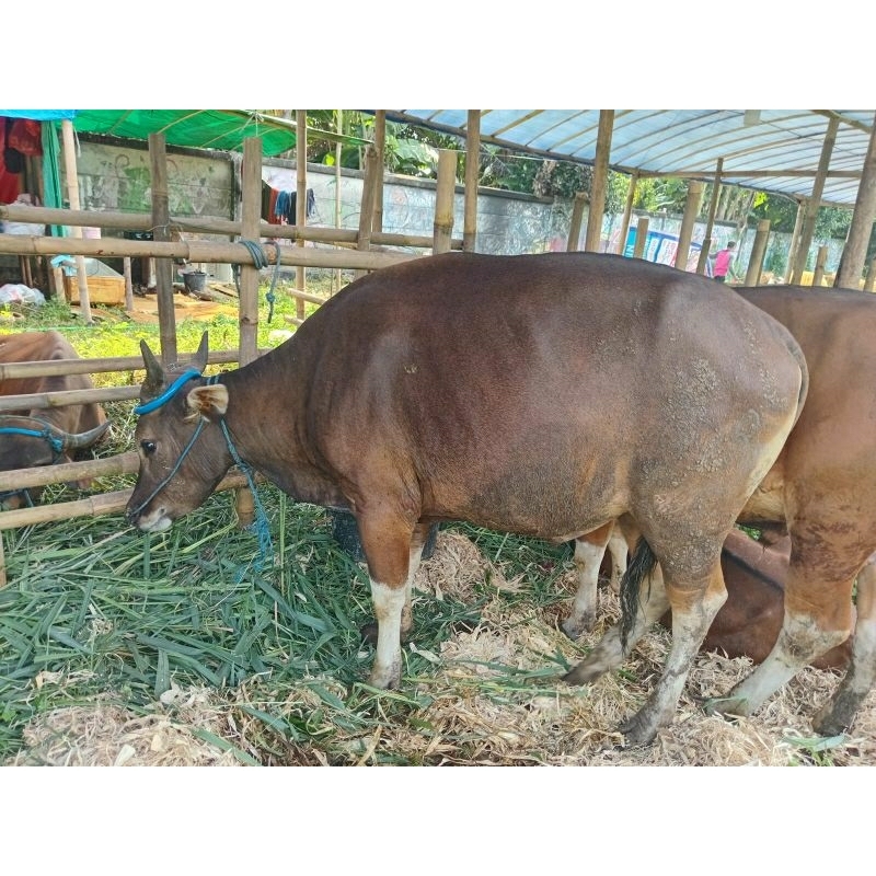 

terbaru sapi qurban kota depok
