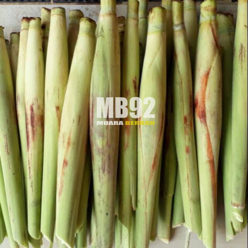 

Terubuk sayur / telor tebu / turubuk / per ikat isi 10