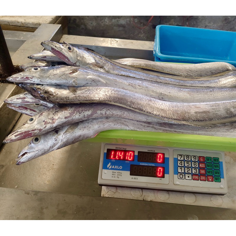 

ikan layur ikan johor fresh ukuran besar dibersihkan