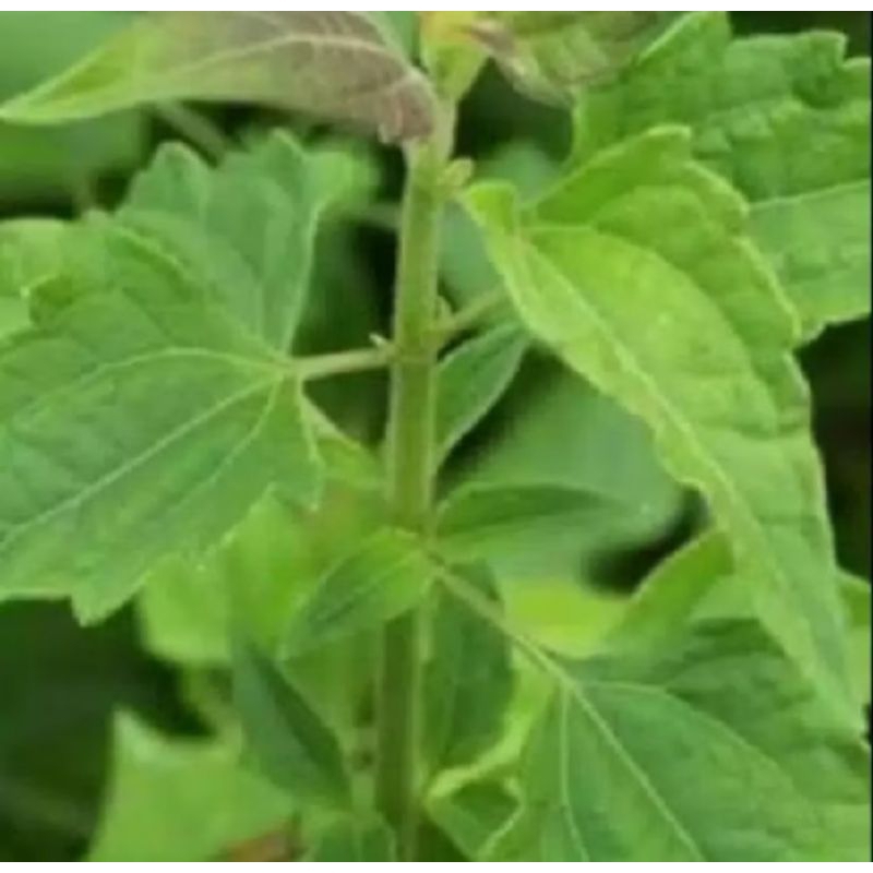 

daun balakacida kerinyuh kangker serfiks/kista 1000 gram