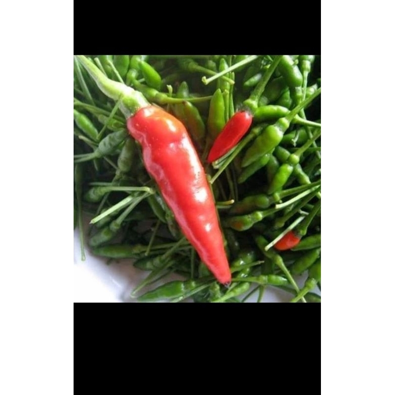 

BIBIT CABERAWIT ASLI FRESS BIBIT TANAMAN SAYUR CABEI