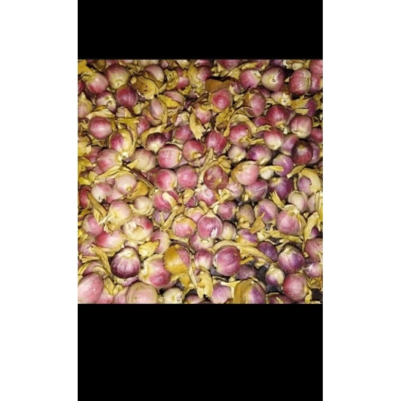 

PROMO KAPULAGA SEGAR FRES OBAT HERBAL 100 GRAM