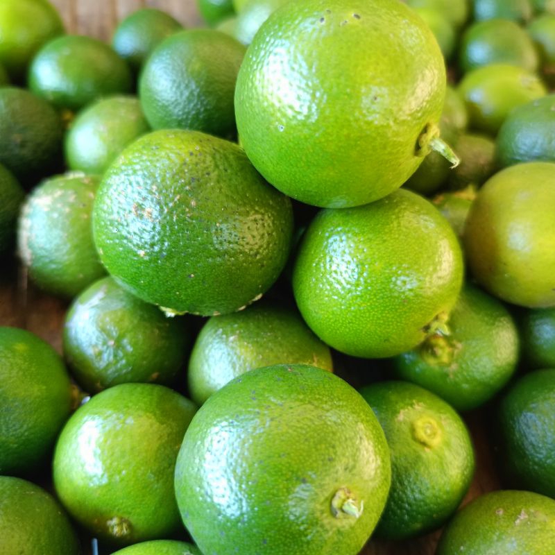 

1kg jeruk sonkit jeruk peras jeruk cui jeruk kastrui jeruk sonkit