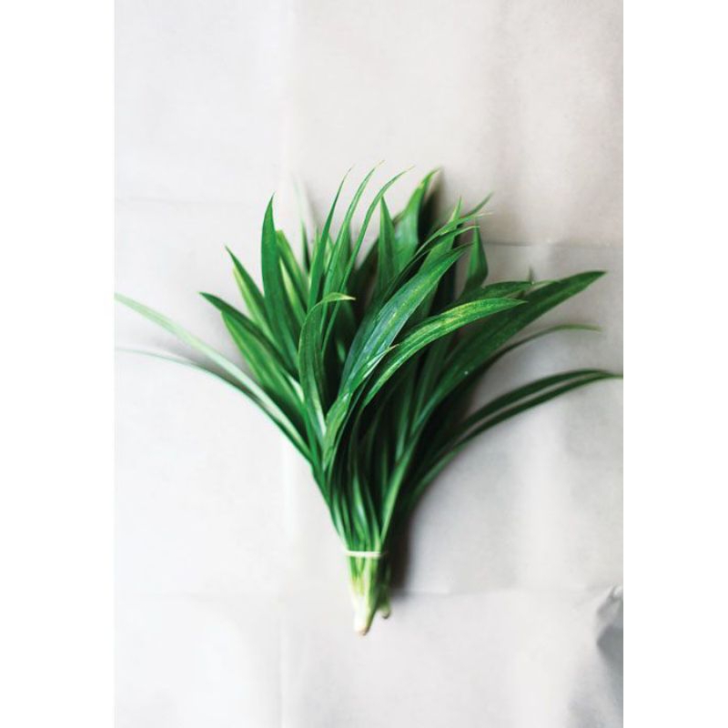 

Daun Pandan | Daun Pandan segar