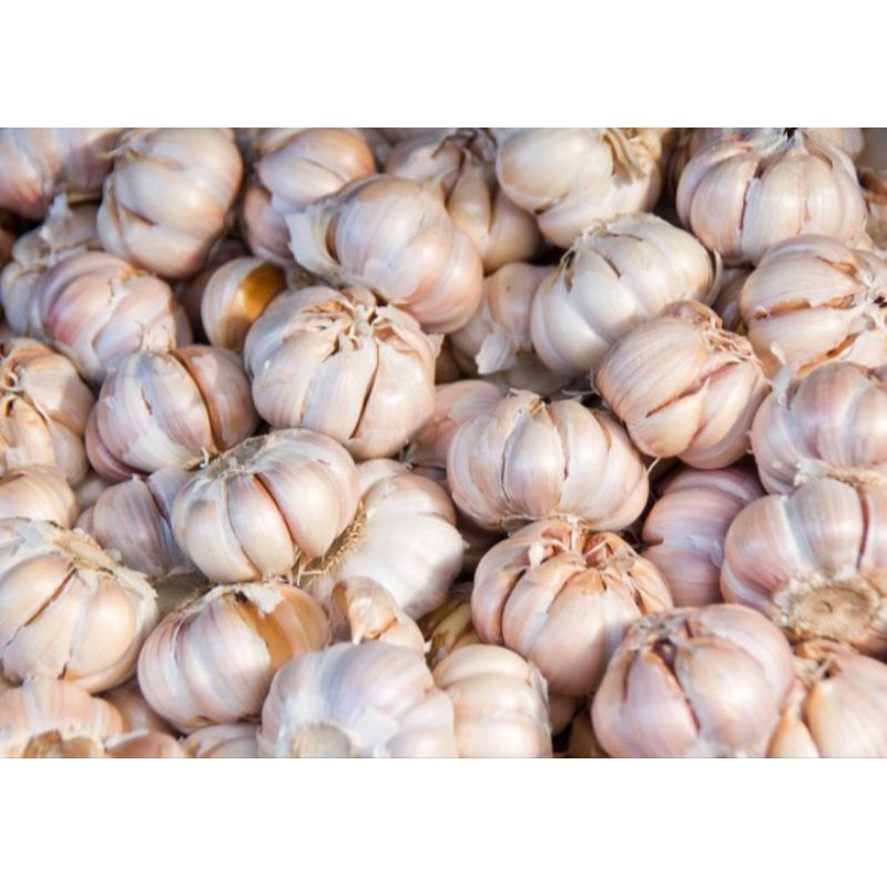 

BAWANG PUTIH SEGAR 500 GR
