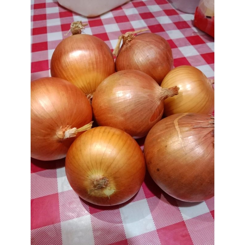 

Bahan Masak Segar Bawang Bombay 1 Kg