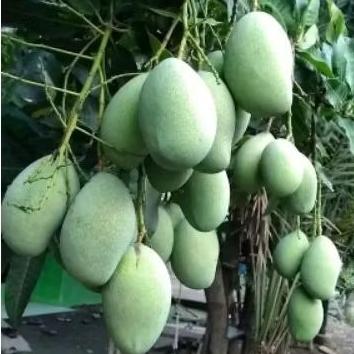 

mangga muda fresh kriuk 1 kg isi 3-7 biji( rujakan)