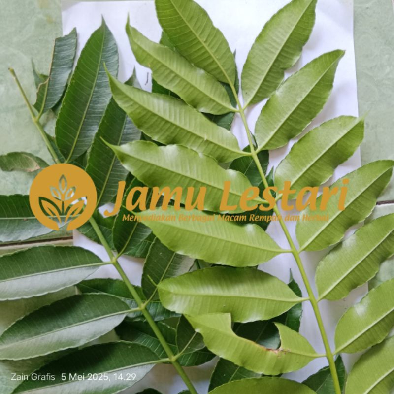 

DAUN KEDONDONG SEGAR PER IKAT