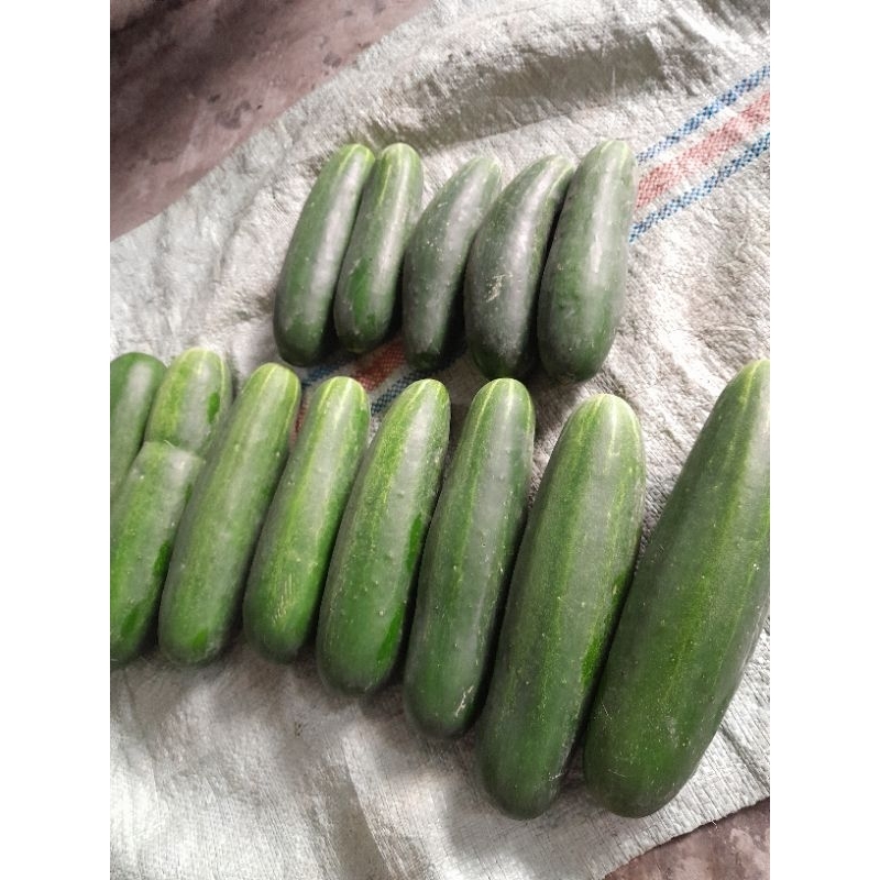 

Timun Hijau/Timun Lalapan 1kg