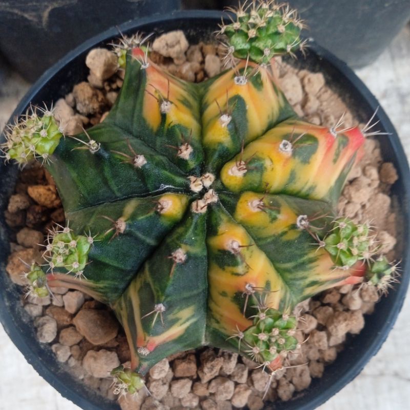 Kaktus Gymnocalicyum Mihanovichi Varigata