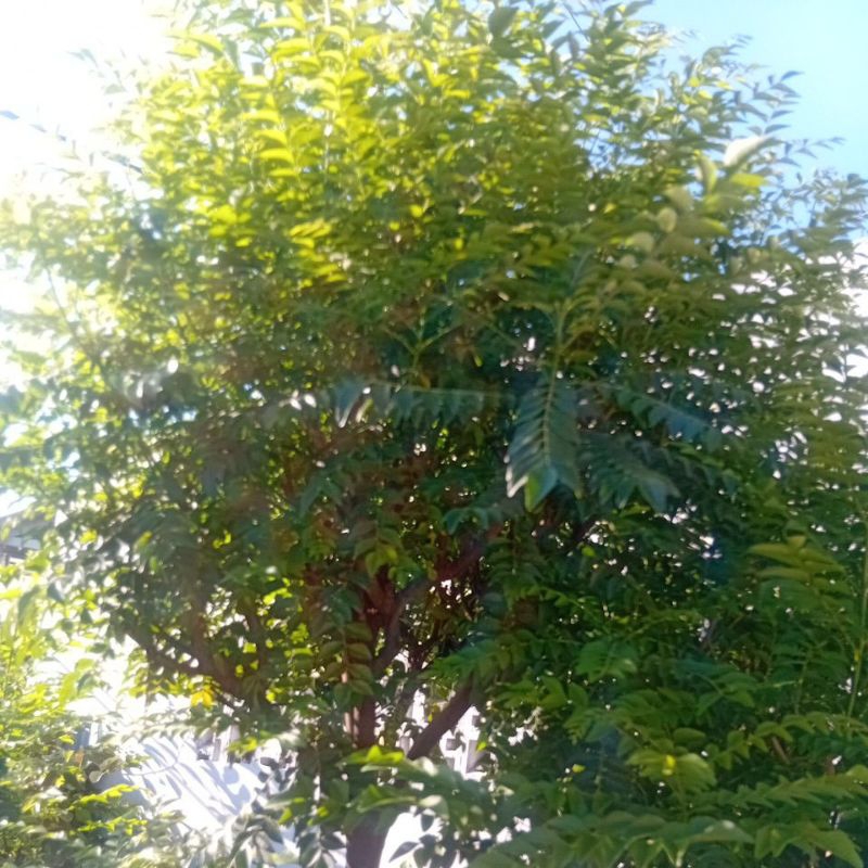 

Daun kari segar langsung petik dari pohon 250 gram