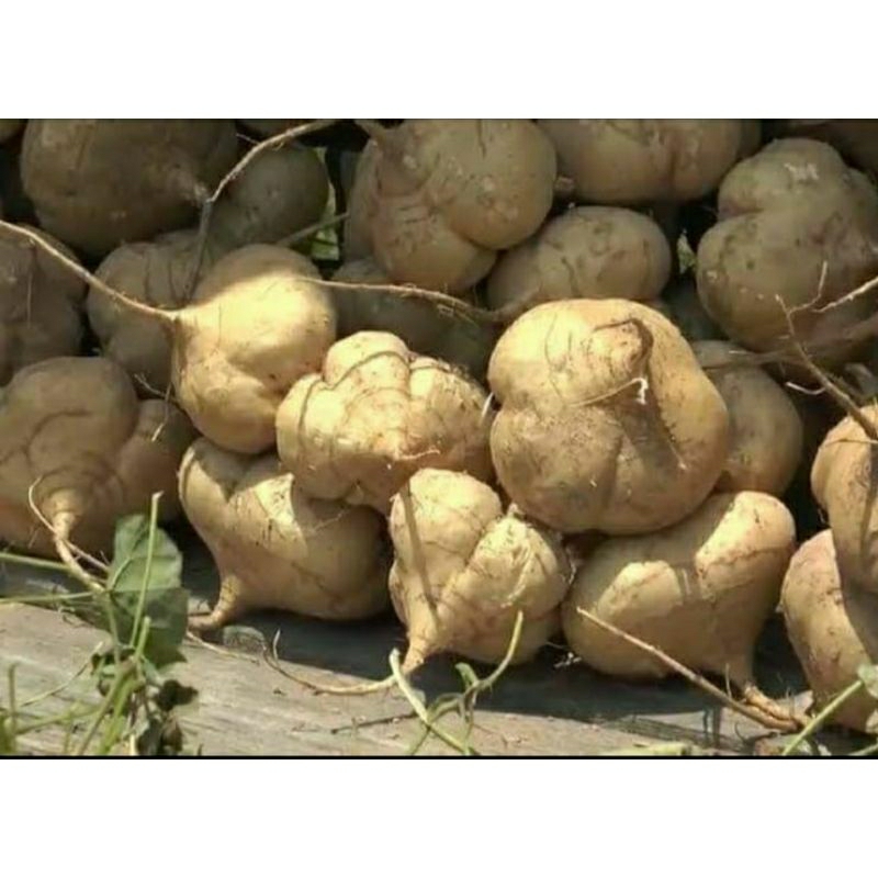 

Bengkoang1kg