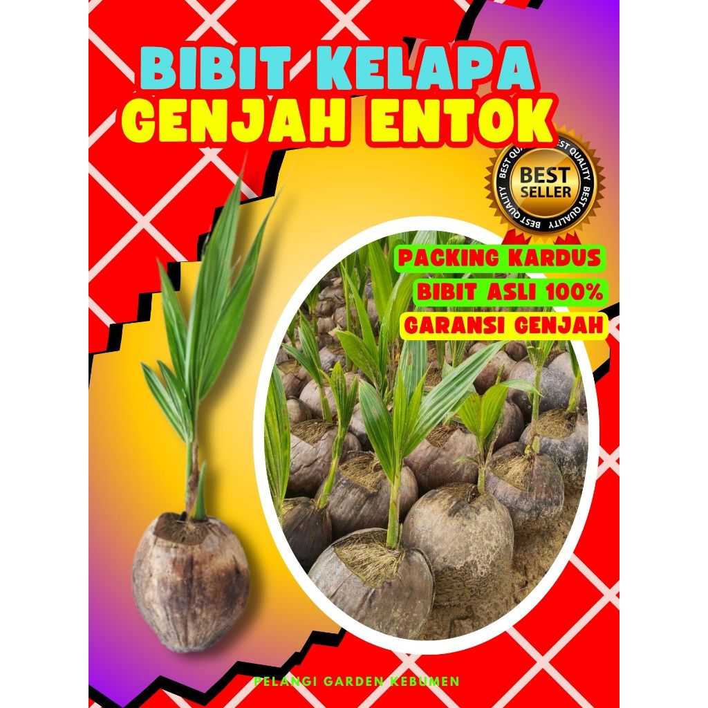 TERBAIK.. Benih Kelapa Entok Anakan, Benih Kelapa Entok Anak, Benih Kelapa Entok Kecil