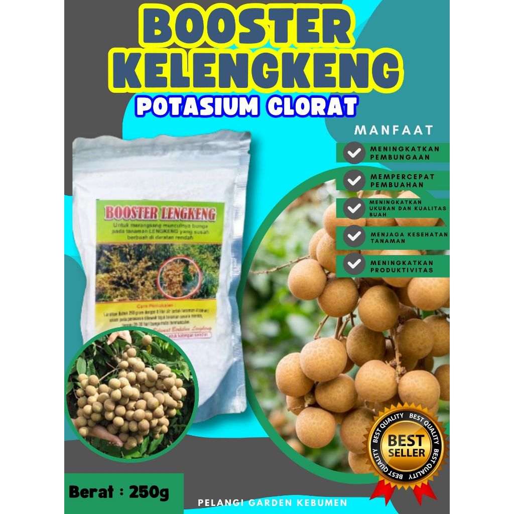 PROMO  Booster Kelengkeng Merah Cangkok Berbuah, Booster Kelengkeng Matalada, Booster Kelengkeng Mer