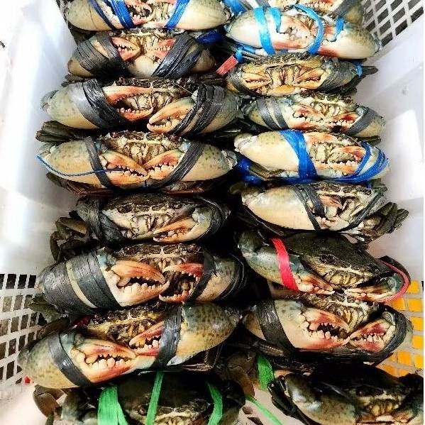 

KEPITING BAKAU HIDUP 500 GRAM - 1 KG